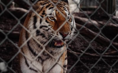 Top 5 Gap Year Plans For Conservationists